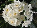 Paperwhite Narcissus / Narcissus tazetta 